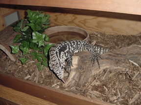 tegu
