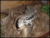 tegu