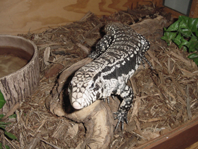 tegu