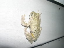 Grey Tree Frog