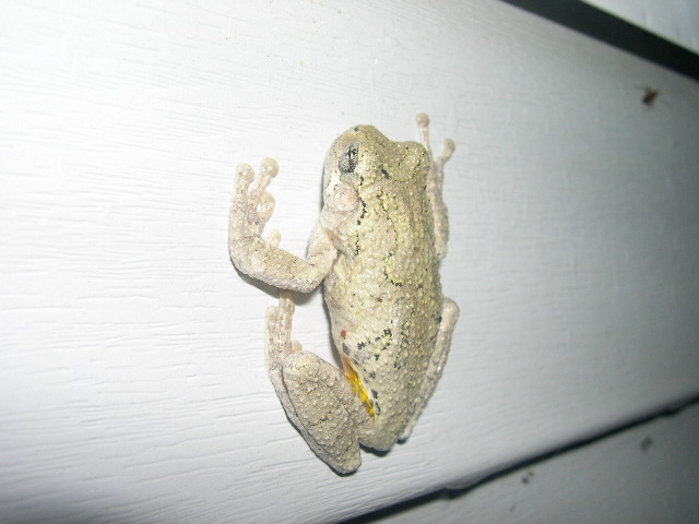 Grey Tree Frog