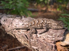 Eastern Fence Lizard(Sceloporus undulatus)