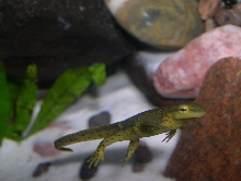 Notophthalmus Viridescens