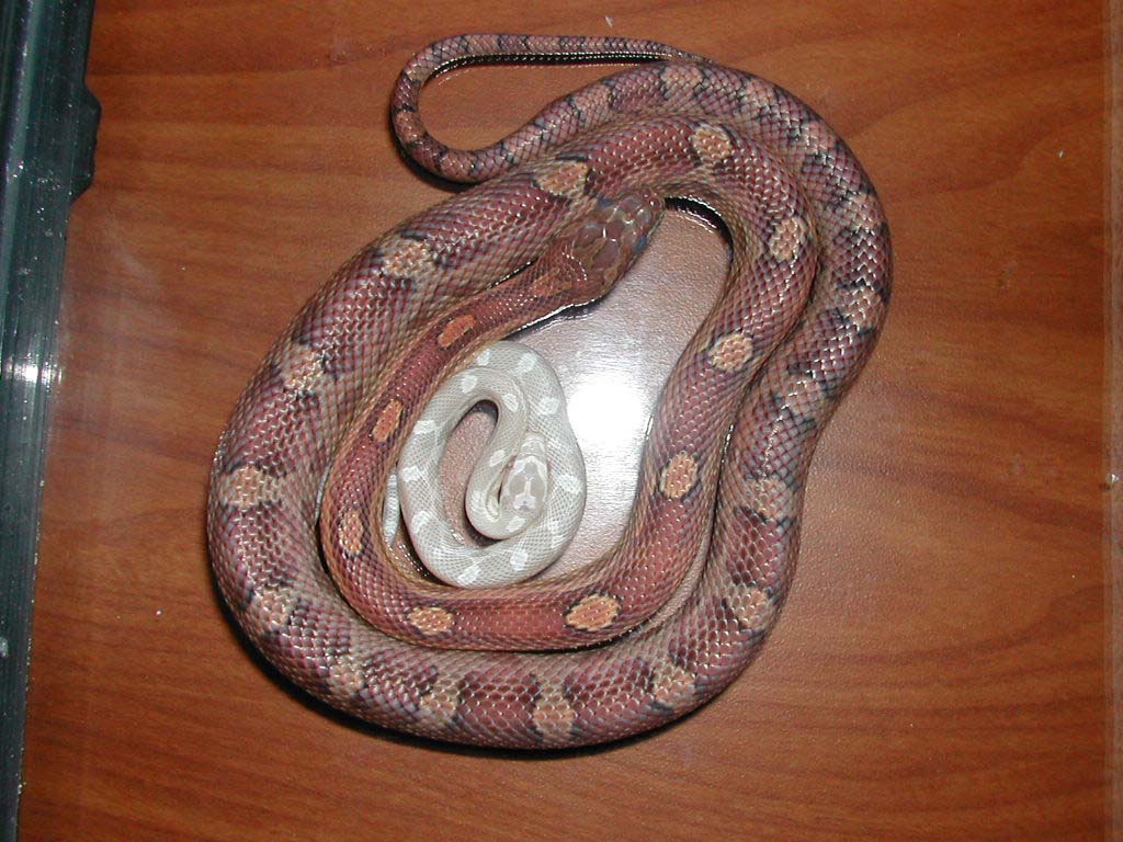 Pele and Himalaya