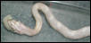 Himalaya Eating