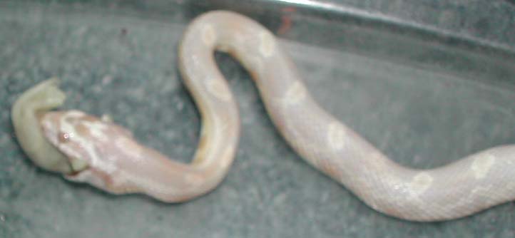Himalaya Eating