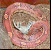 Pele Eating!