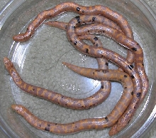 Paradox Albinos