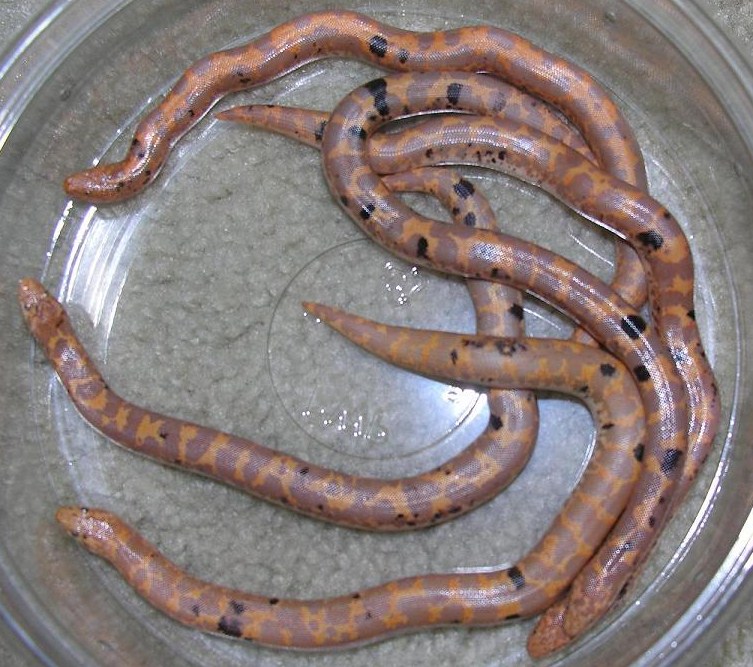 Paradox Albinos