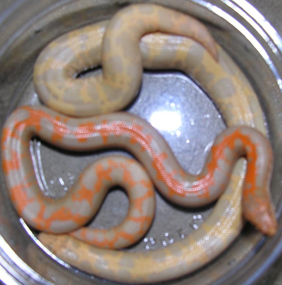 Albino Kenyans