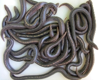 Rufescen Cross Litter