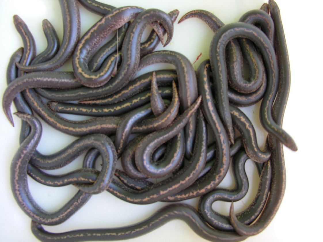 Rufescen Cross Litter