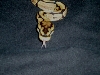 tongue