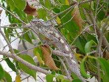 Tamatave