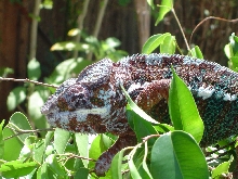 Sambava "Fred"