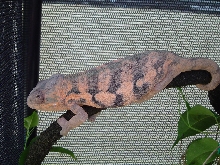 Nosy Be "Ethel"