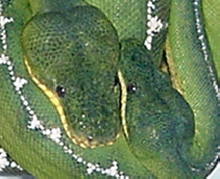 heads