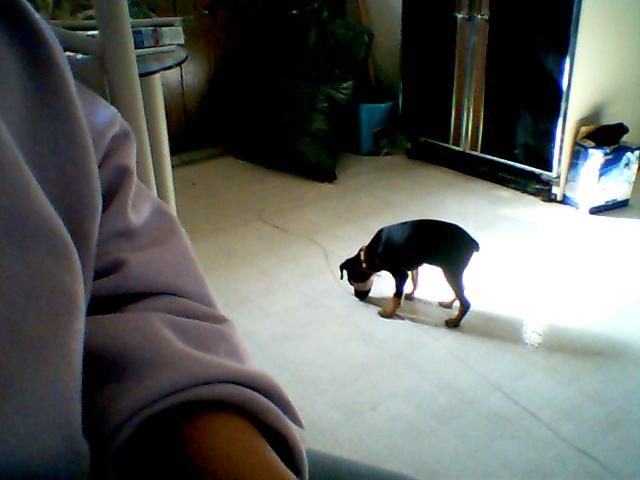 Gizmo looking for lost kibbles