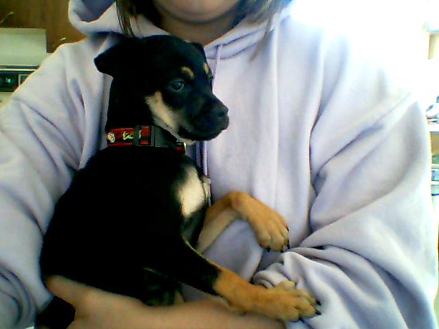 Carlin Pinsher  - My little Gizmo