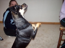 beggin