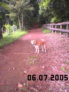 Kodi Hiking