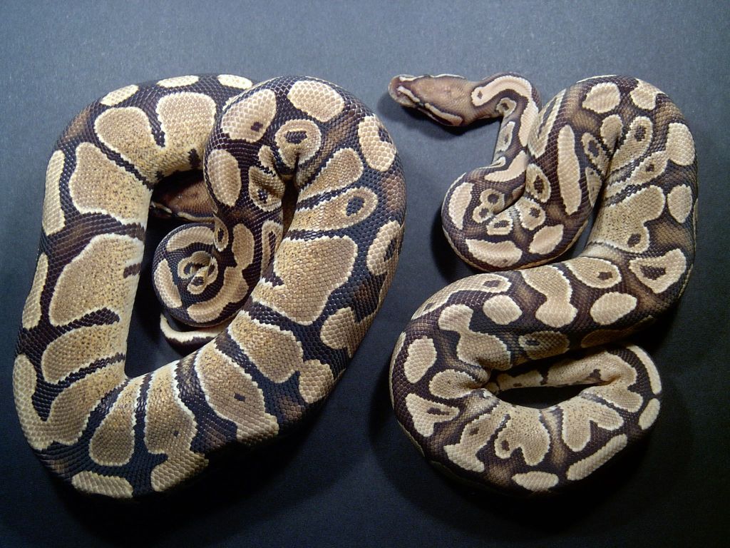 Comparison Between F1 fire And F2 fire