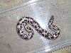 Gongylophis Muelleri