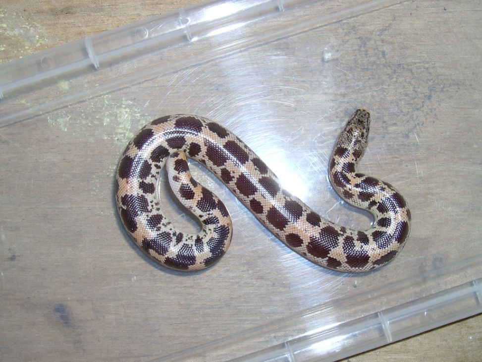 Gongylophis Muelleri