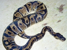 Leopard Male!