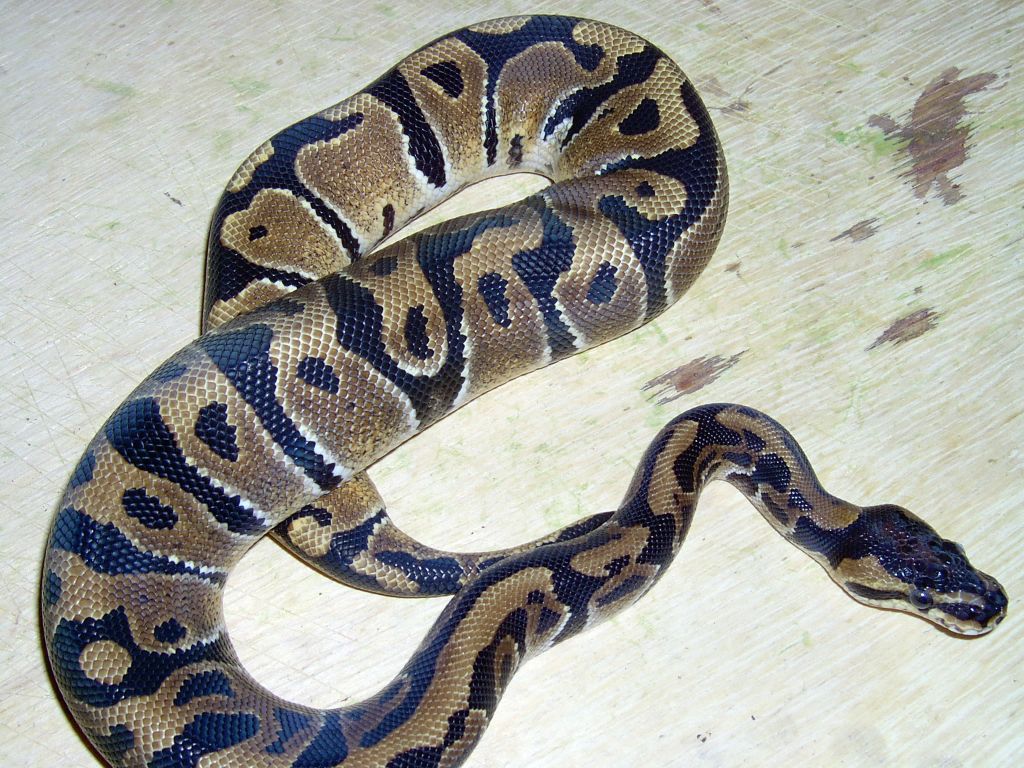 Leopard Male!