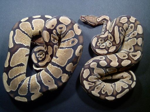 comparison