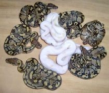 Lucy litter