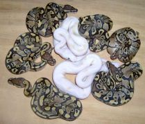 Lucy litter