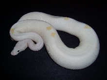 Male Black Eyed Lucy