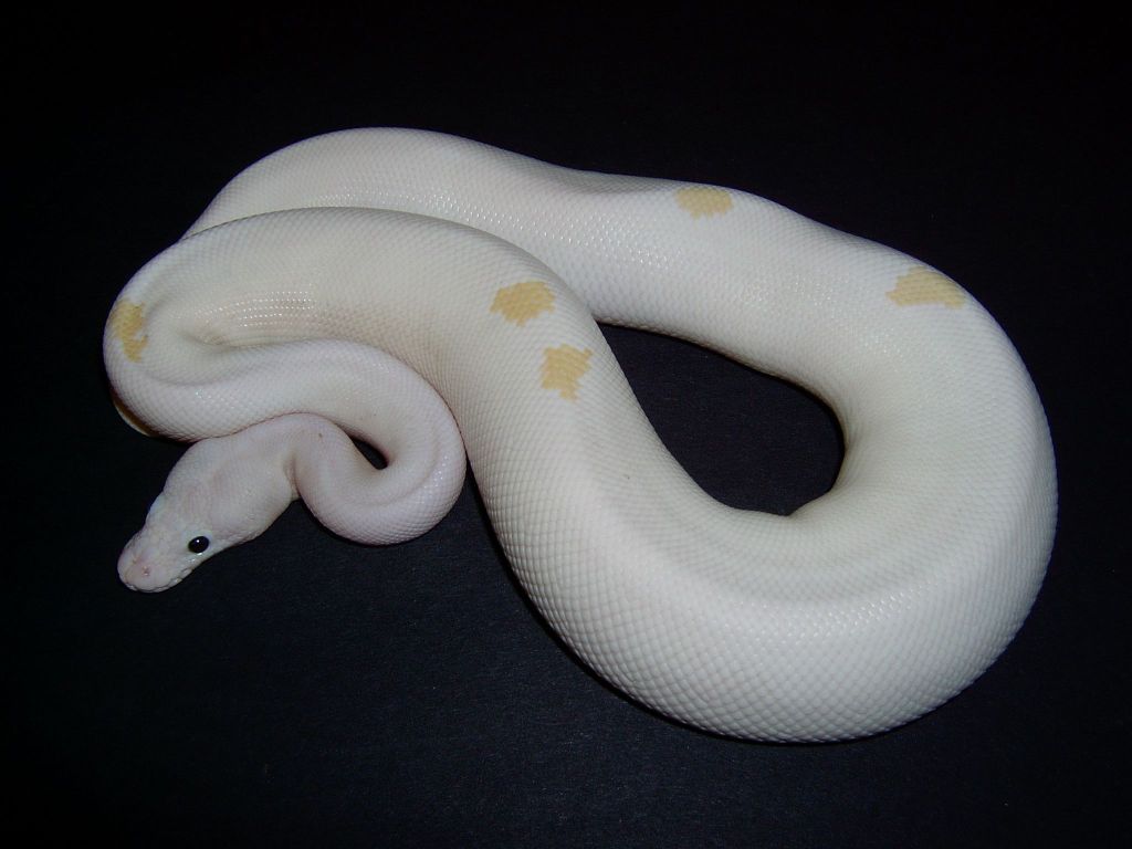 Male Black Eyed Lucy