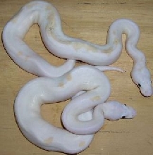 Black Eyed leucistics post shed