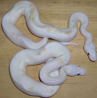 Black Eyed leucistics post shed