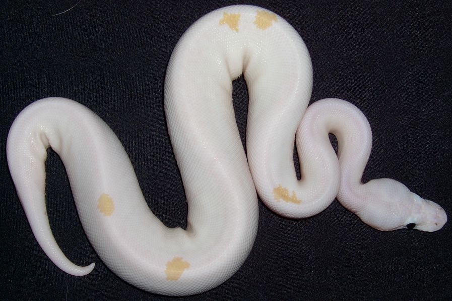Black Eyed Leucistic