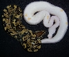 Black Eyed Leucistic with Fire