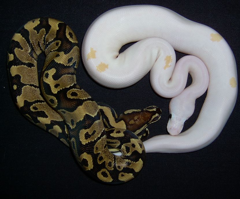 Black Eyed Leucistic with Fire