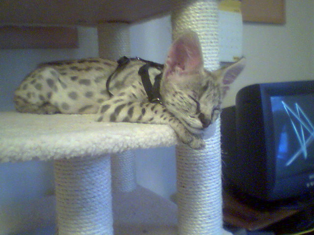 Chaos on Cat Tree