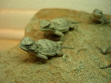 baby short horns