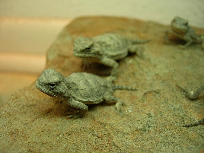 baby short horns
