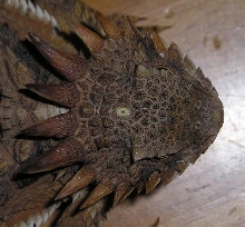 solare head
