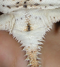 p. solare