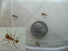 harvester ants