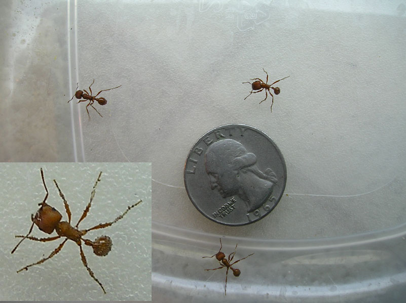 harvester ants