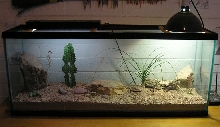 HL terrarium Nov. '07