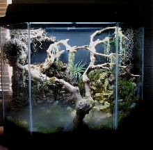 baby tokay vivarium