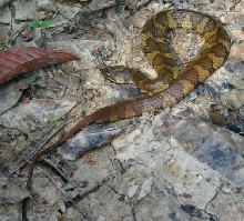 amazon snakes to identify please 9